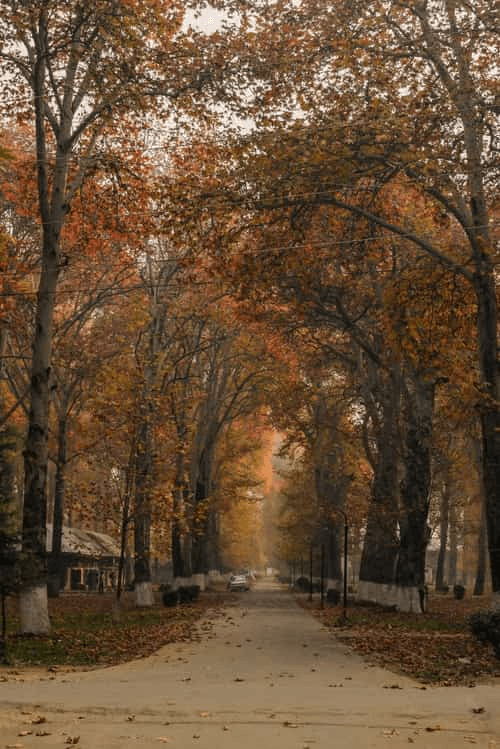 Kashmir Marathon journey