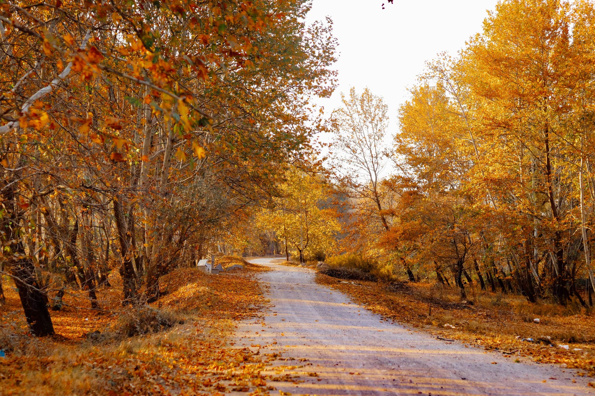 Kashmir in autumn — golden chinar trees